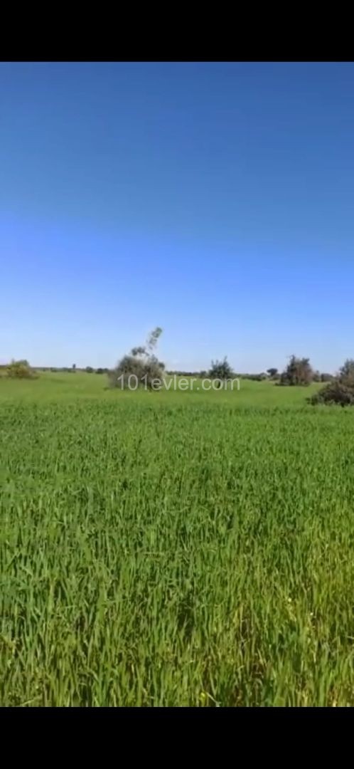 65 Decares of Field For Sale In Iskele Çayırova ** 