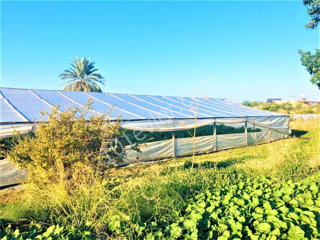 Feld Kaufen in Tatlısu, Famagusta