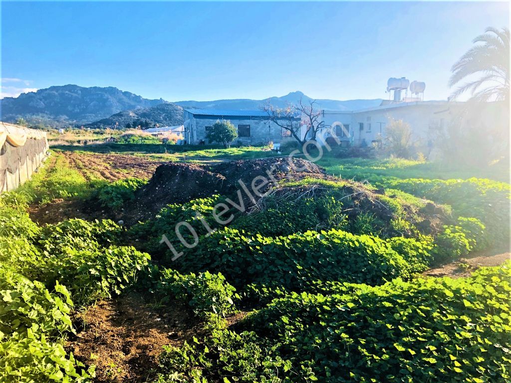 Feld Kaufen in Tatlısu, Famagusta