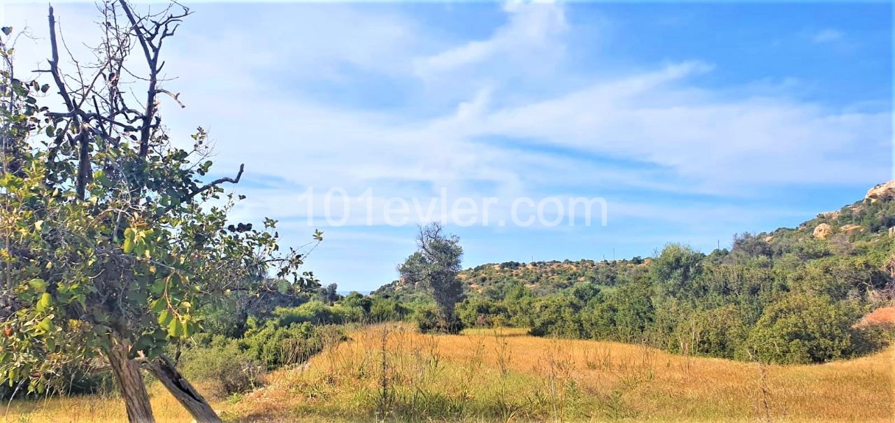 Field To Rent in Esentepe, Kyrenia