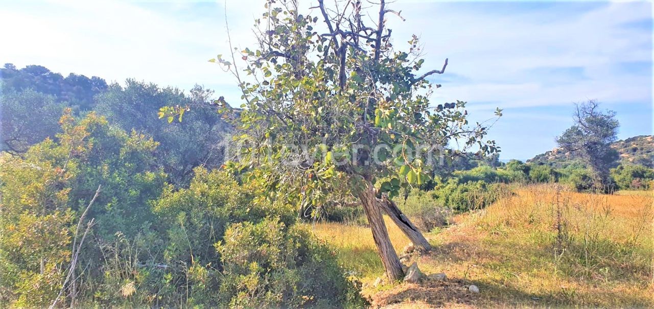 Field To Rent in Esentepe, Kyrenia