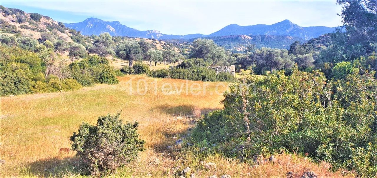 Field To Rent in Esentepe, Kyrenia