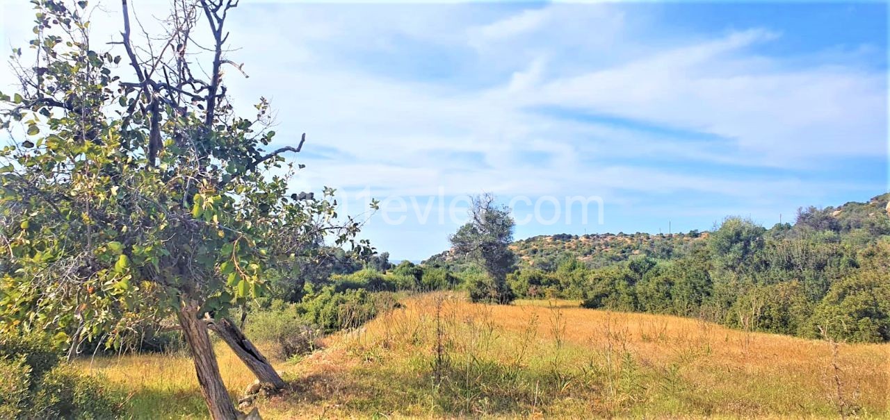 Field To Rent in Esentepe, Kyrenia