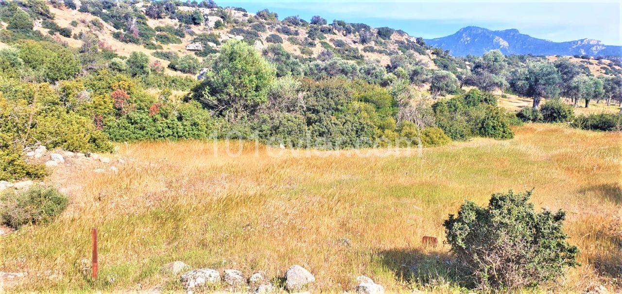 Field To Rent in Esentepe, Kyrenia