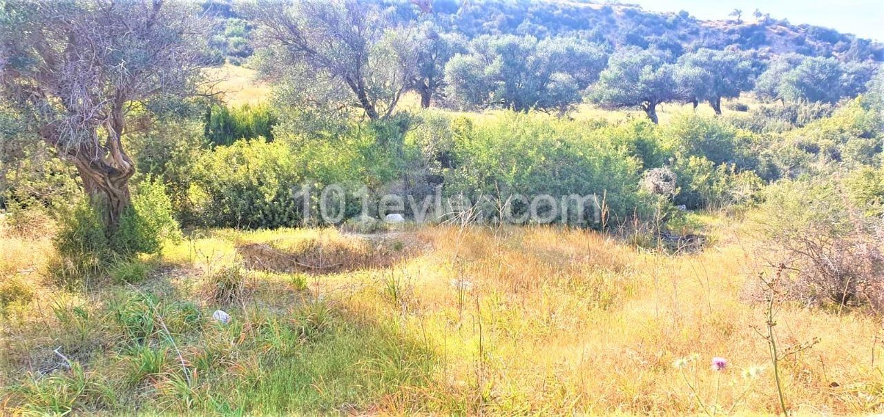 LAND FOR RENT IN KYRENIA ESENTEPE ANNUALLY