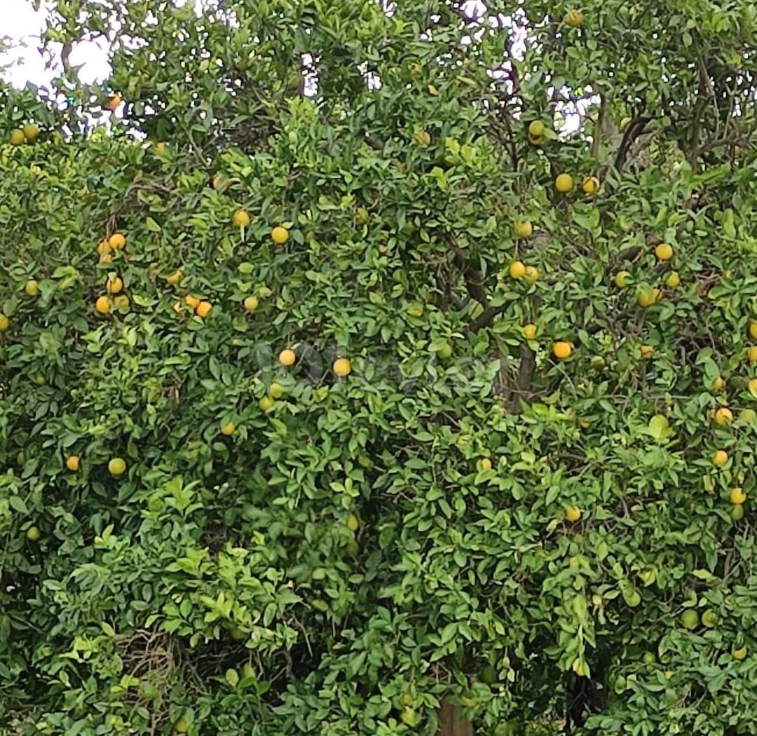 Satılık Konut İmarlı Arsa-Türkmenköy, Gazimağusa