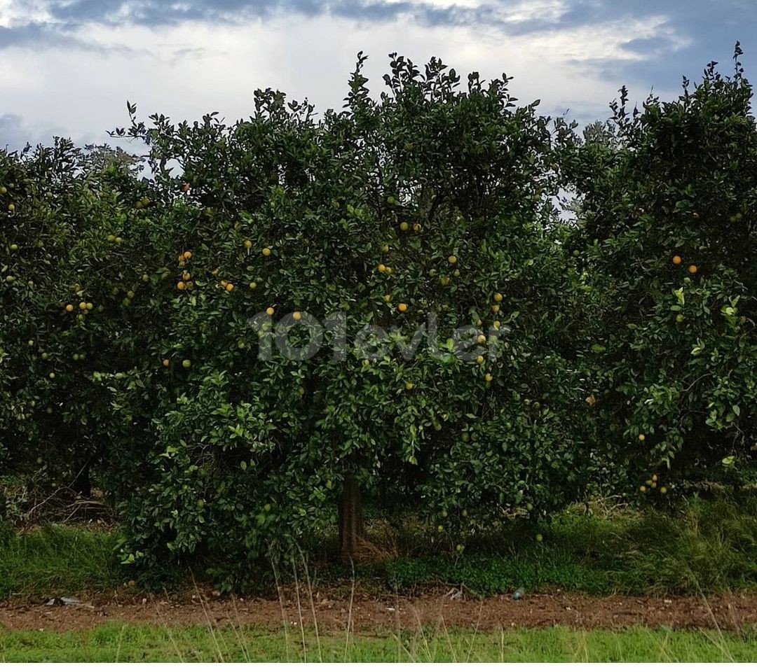 Satılık Konut İmarlı Arsa-Türkmenköy, Gazimağusa