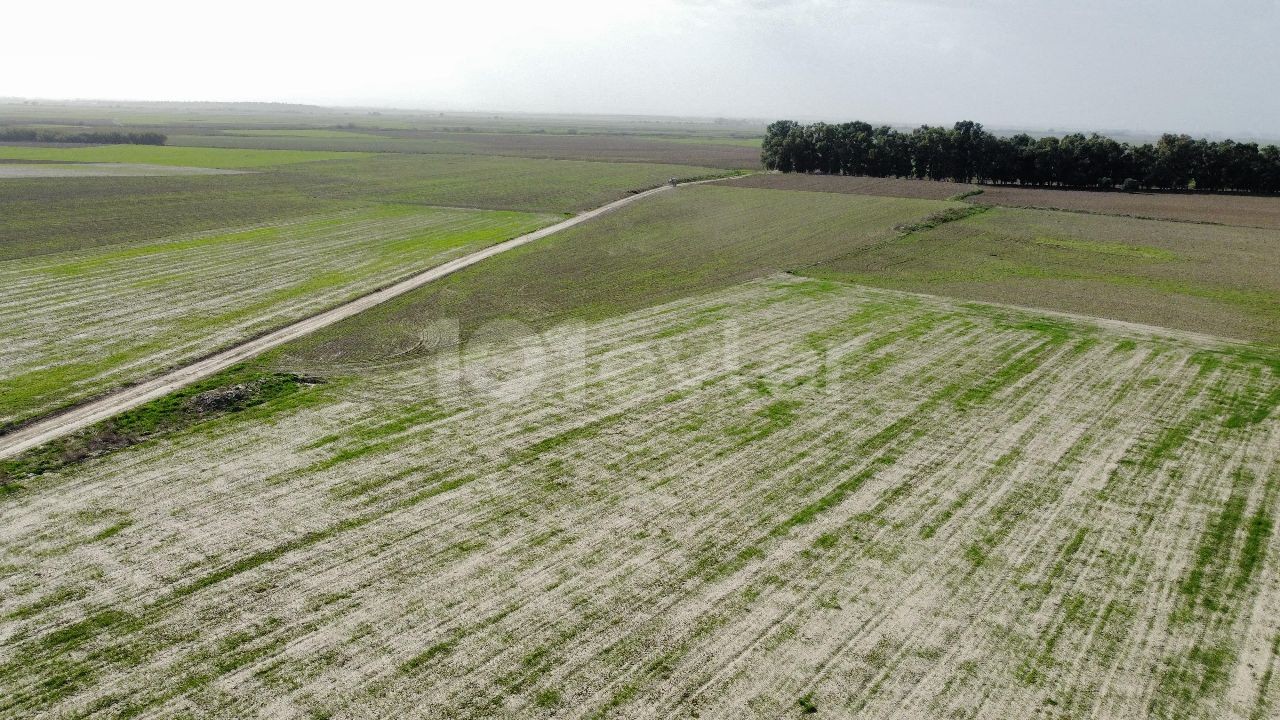 OPPORTUNITY PRICE!!! FAMAGUSTA 7.5 DECLAR FIELD WITH DAFFELCIS