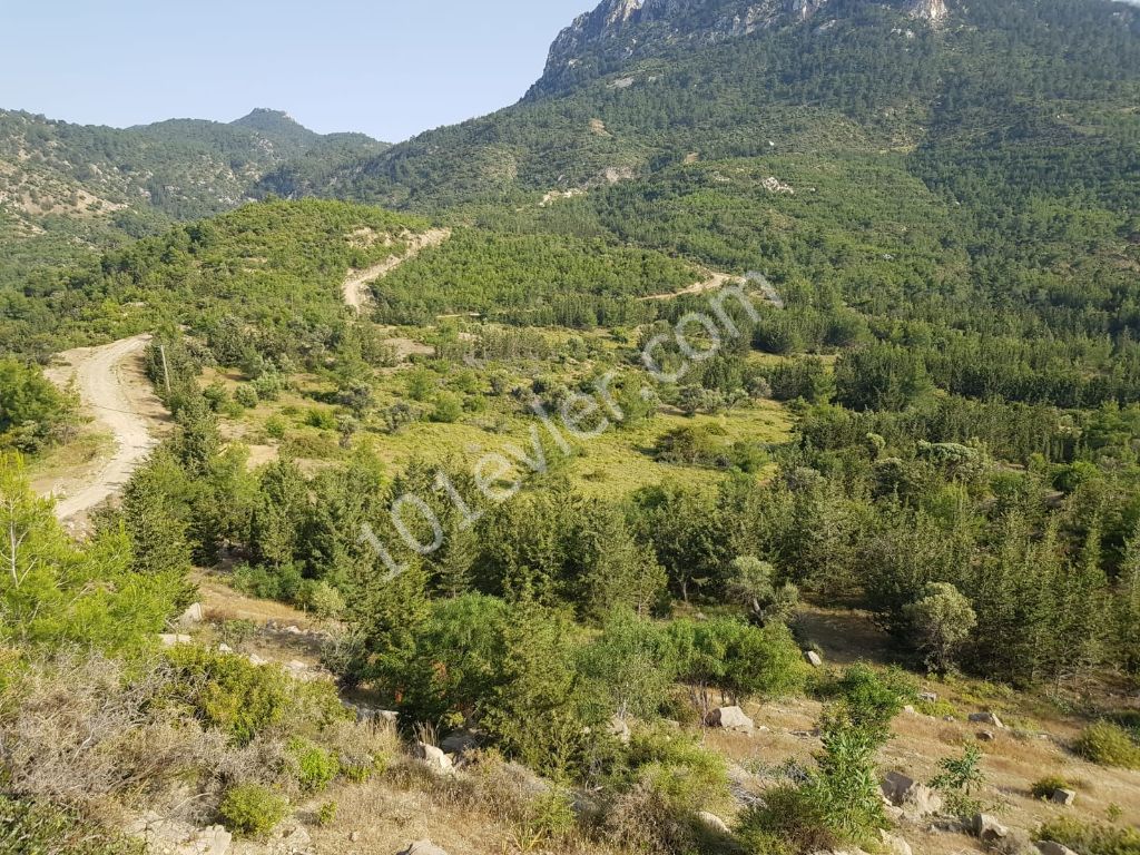 رشته برای فروش in Beşparmak, گیرنه