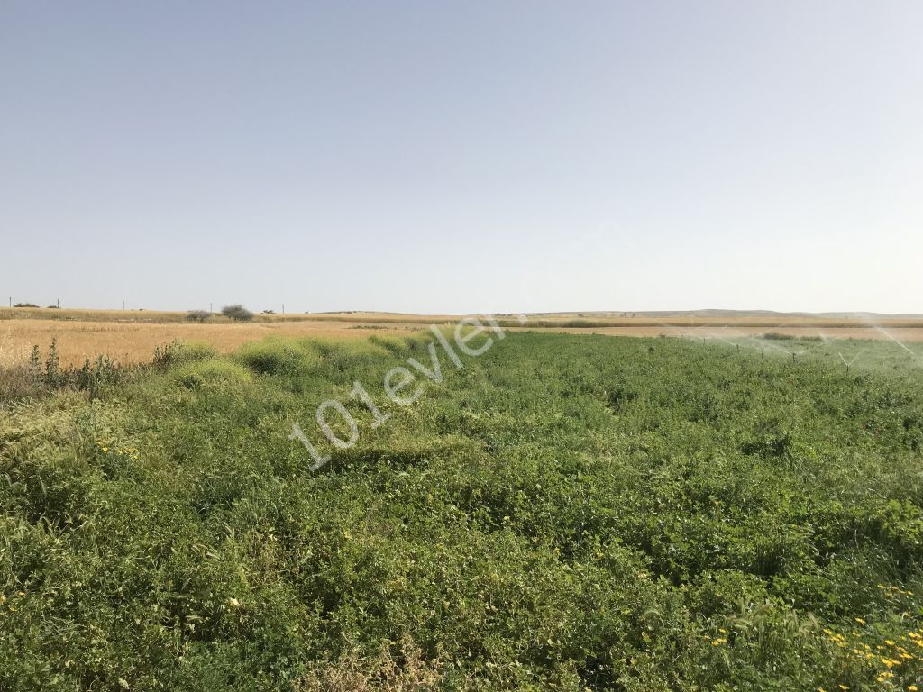 رشته برای فروش in Akdoğan, فاماگوستا