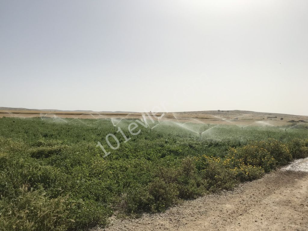 Feld Kaufen in Akdoğan, Famagusta