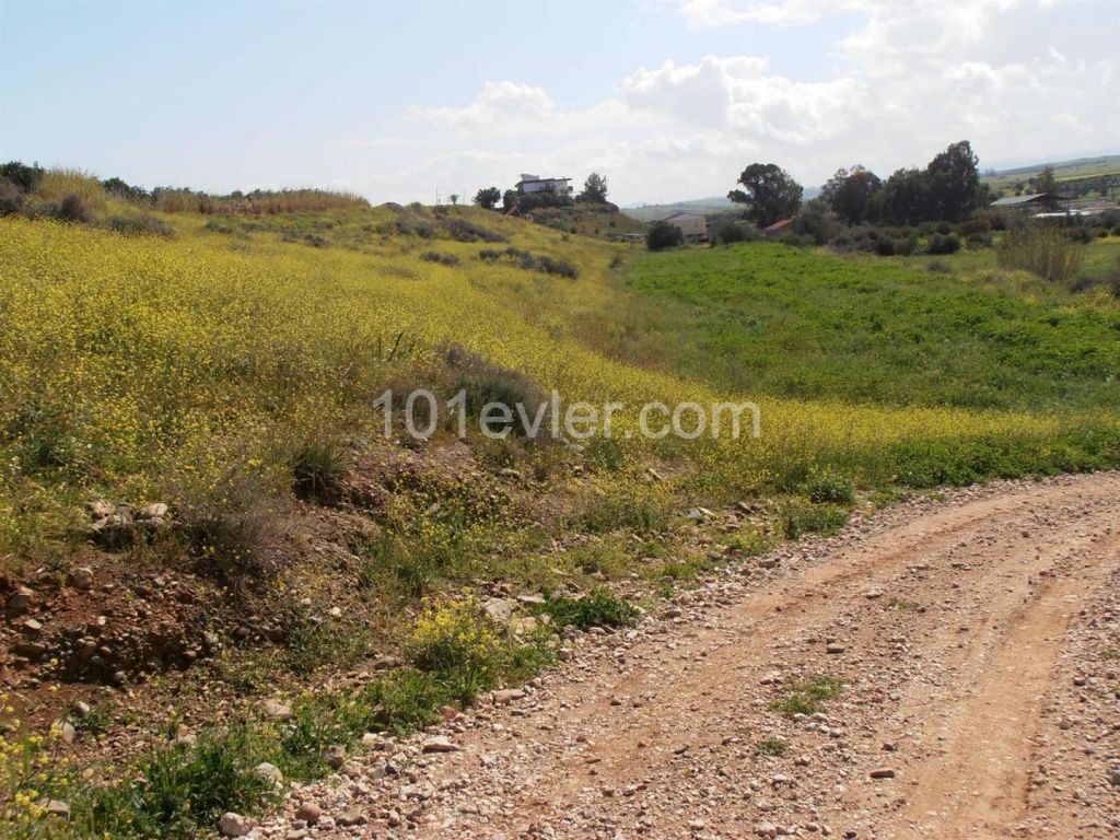 жилая зона Продается in Güzelyurt Merkez, Гюзельюрт