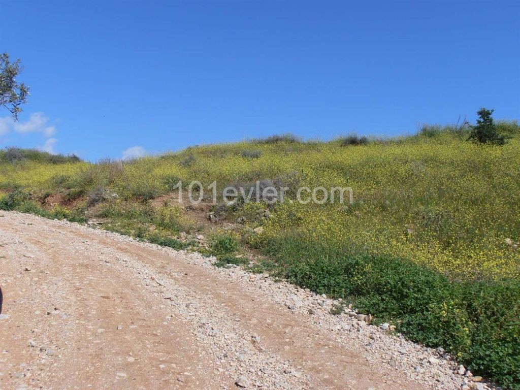 منطقه مسکونی برای فروش in Güzelyurt Merkez, گوزلیورت