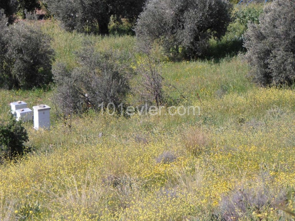 жилая зона Продается in Güzelyurt Merkez, Гюзельюрт