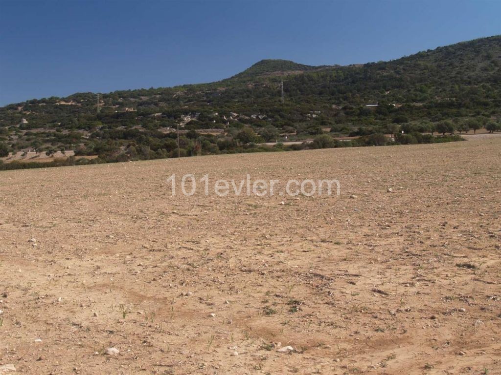 منطقه مسکونی برای فروش in Dipkarpaz, ایسکله