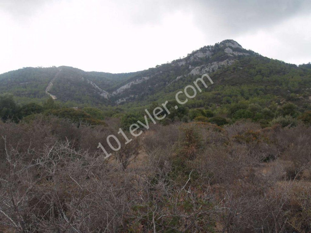 Feld Kaufen in Bahçeli, Kyrenia