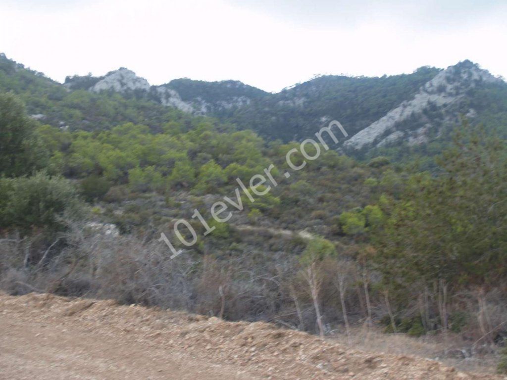 رشته برای فروش in Bahçeli, گیرنه