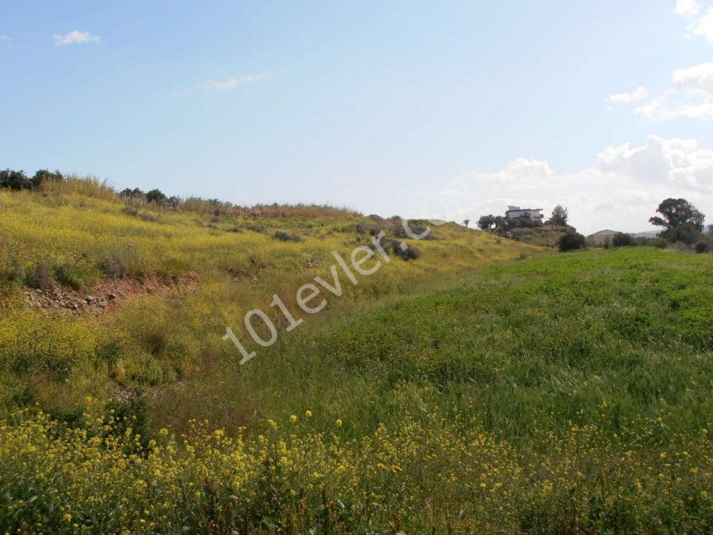 رشته برای فروش in Lefke, لفکه