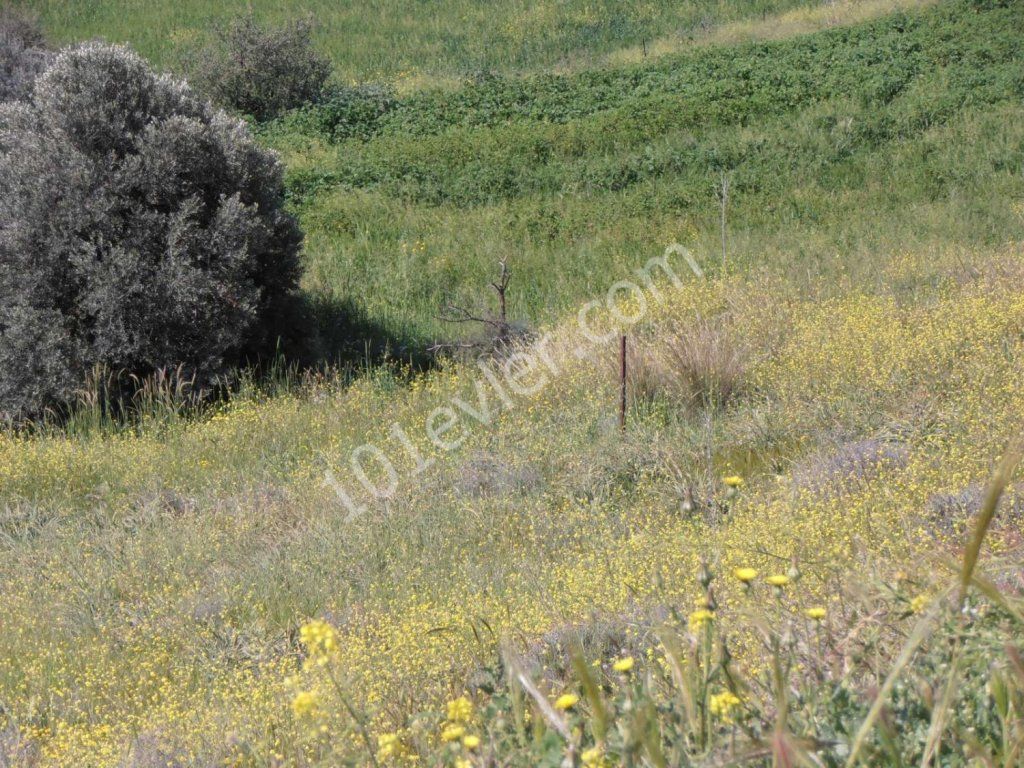 Поле Продается in Lefke, Лефке