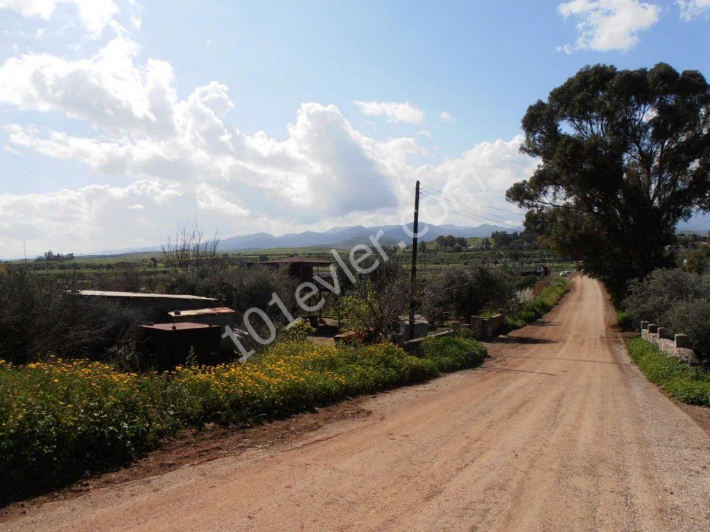 رشته برای فروش in Lefke, لفکه