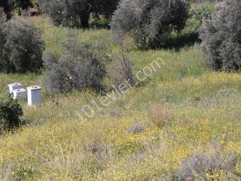 رشته برای فروش in Lefke, لفکه