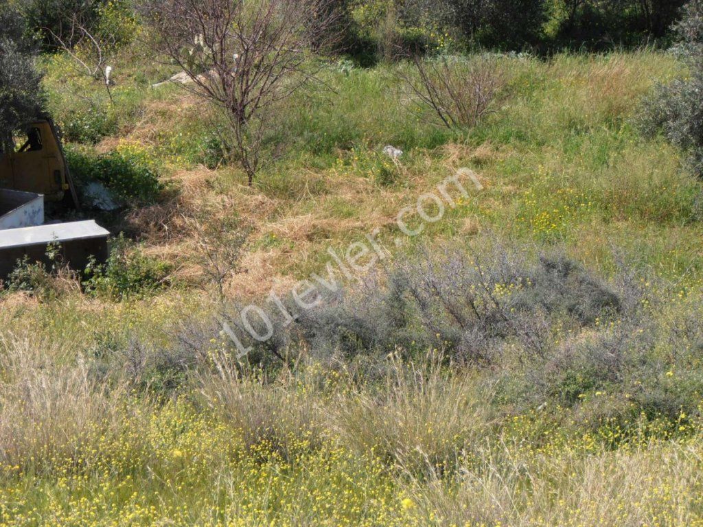 رشته برای فروش in Lefke, لفکه