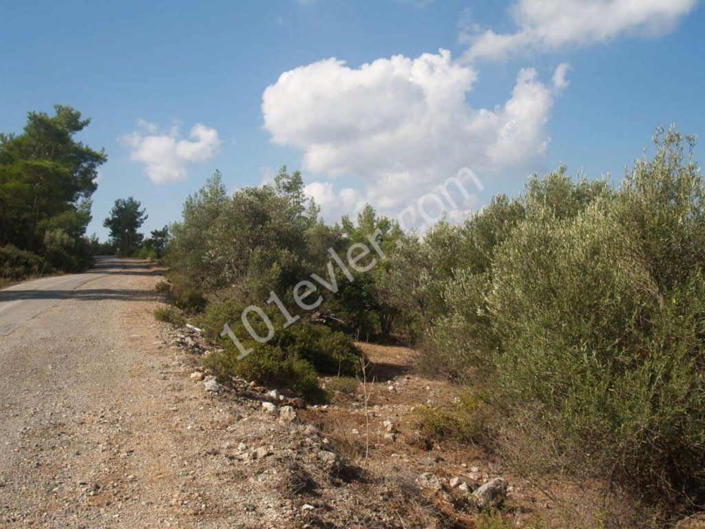 Wohngebiet Kaufen in Karaağaç, Kyrenia