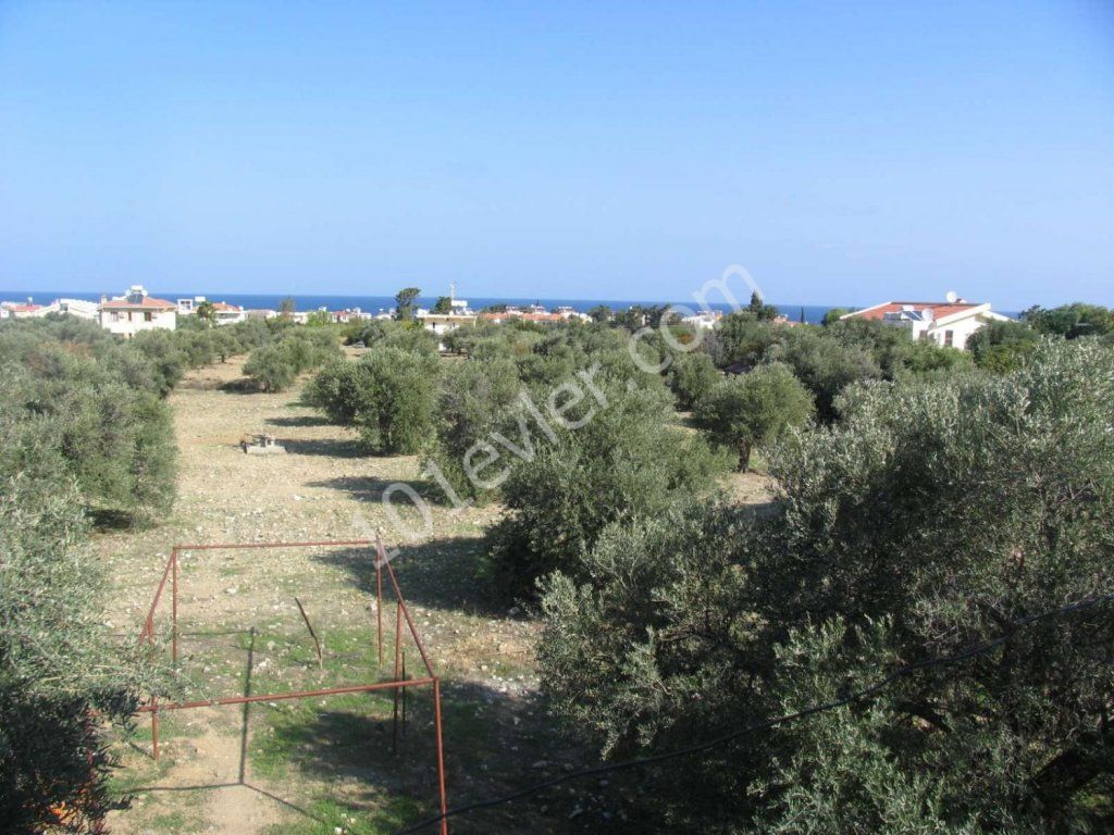 Feld Kaufen in Lapta, Kyrenia