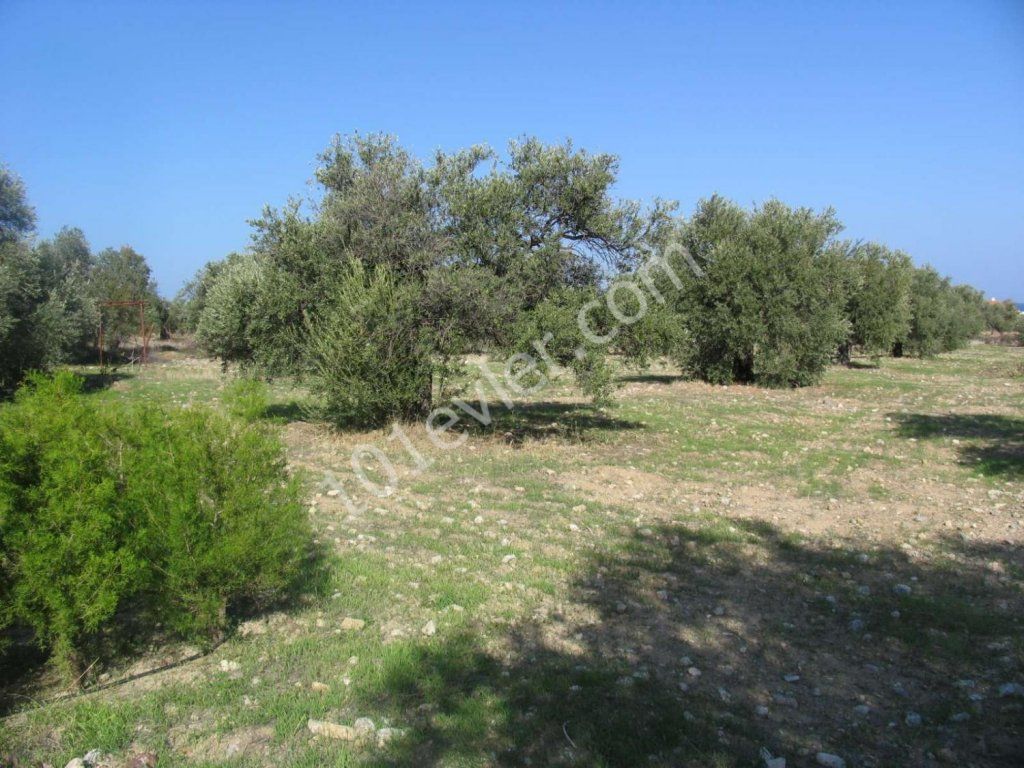 Feld Kaufen in Lapta, Kyrenia