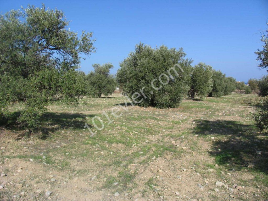 Feld Kaufen in Lapta, Kyrenia