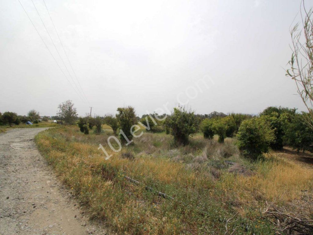 منطقه مسکونی برای فروش in Güzelyurt Merkez, گوزلیورت