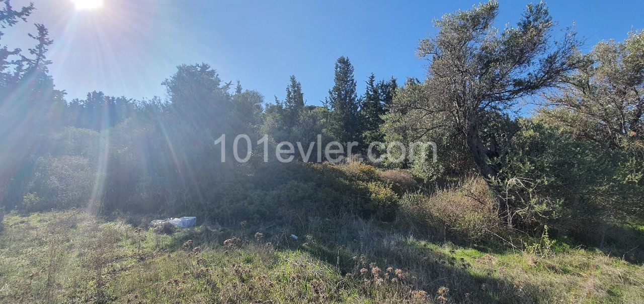 Girne Bellapais (ozanköy land) (Location is stated in the Ad) Right of way. SEA &amp; MOUNTAIN view.... Turkish Title Deed (planning approved) ** 