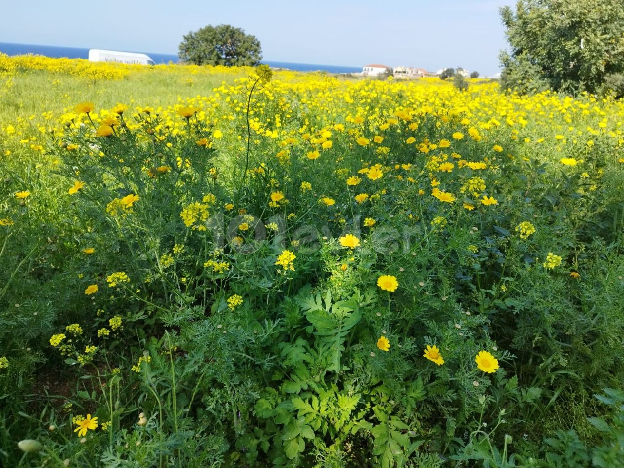 Tatlısu Denize Yürüme Mesafesinde Satılık Arsa