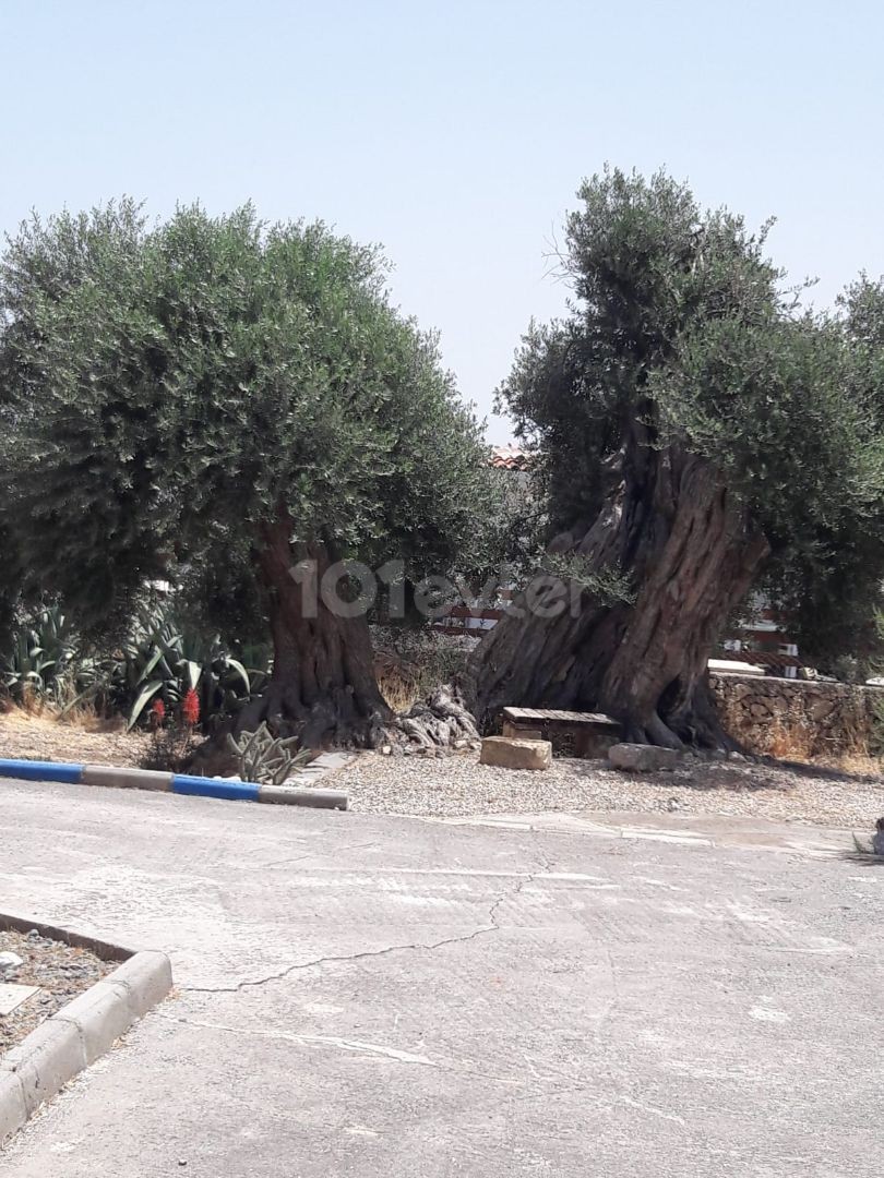 ویلا برای فروش in Çatalköy, گیرنه