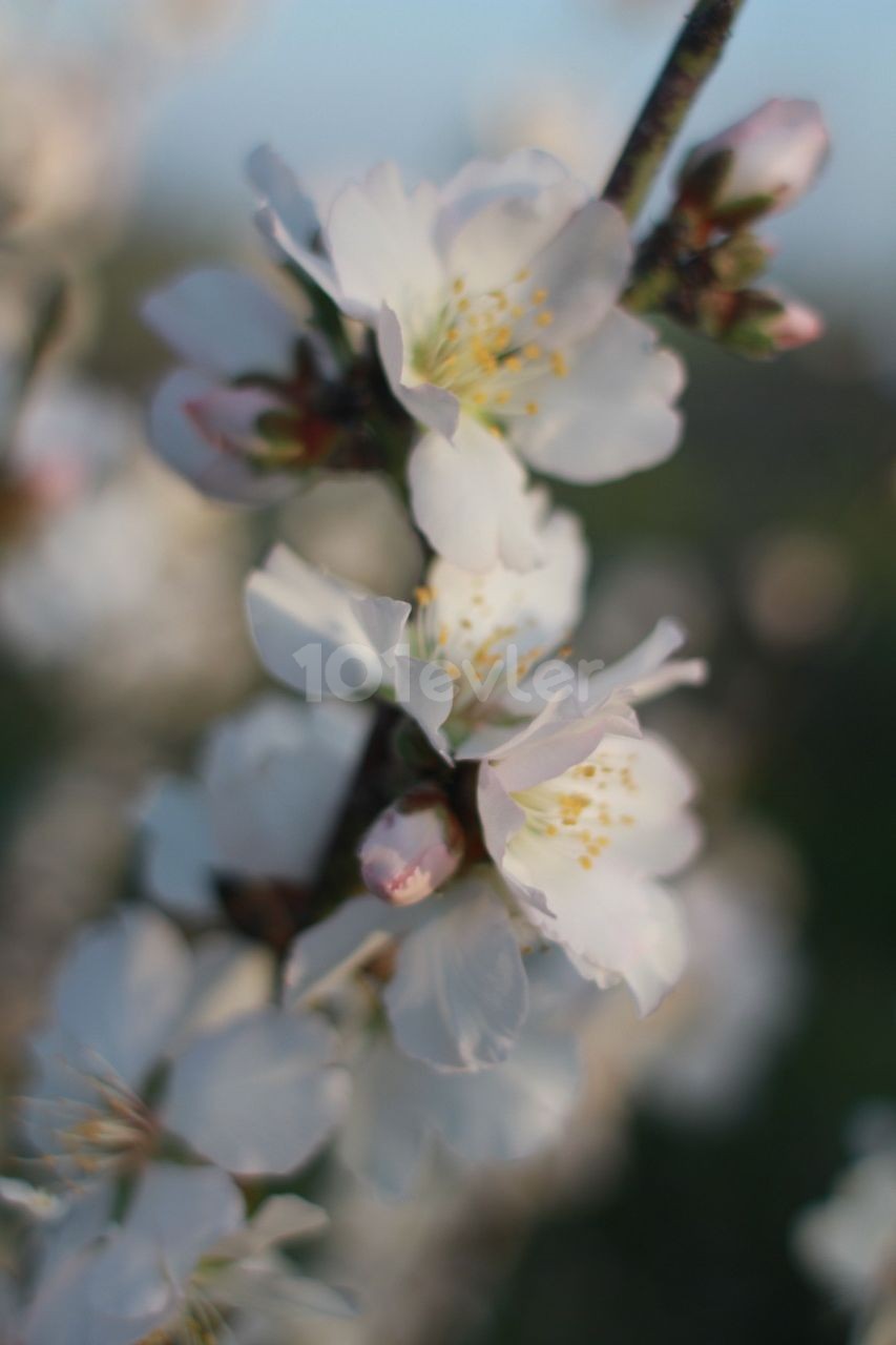 Almond Orchard in Iskele