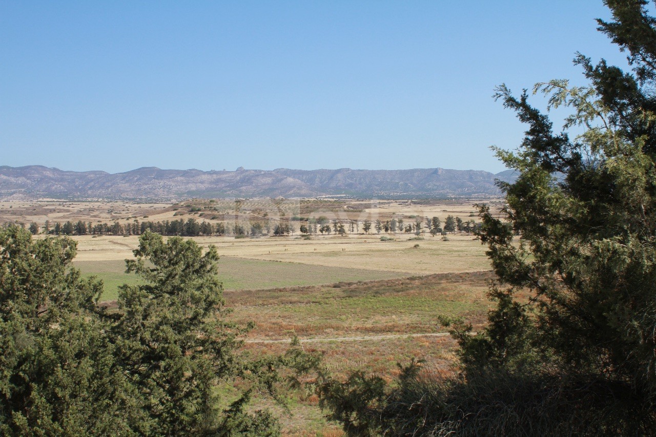 Almond Orchard in Iskele