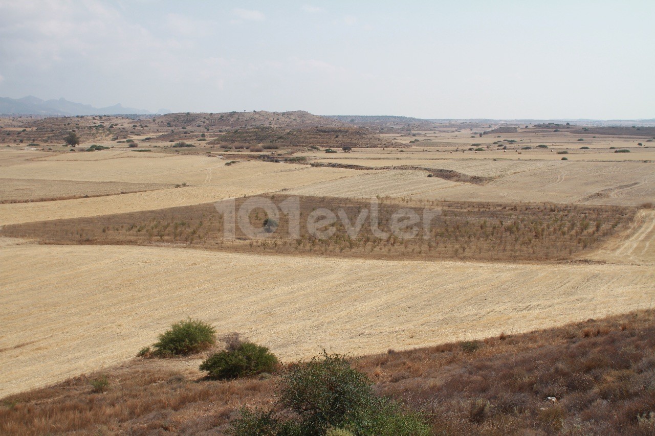 6 acre field for sale near Sınırüstü, İskele with 900 almond trees