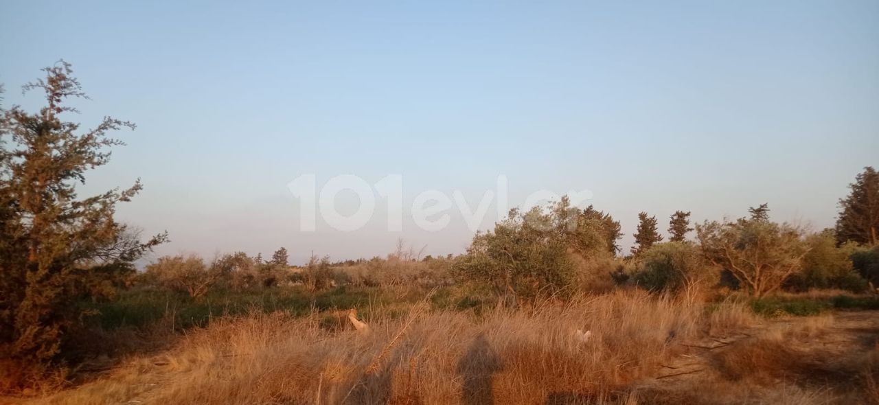 Investment Land in Güzelyurt Aydınköy Region