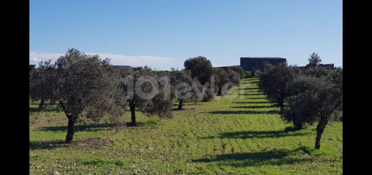 Kyrenia / Şirinevler section 96 land for sale