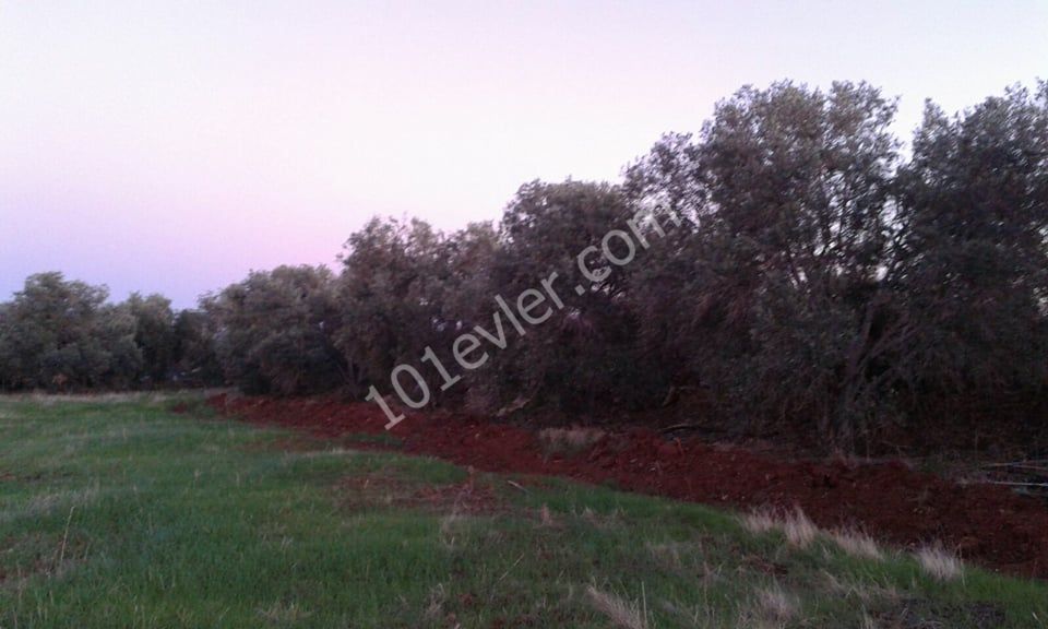 Field For Sale in Güzelyurt Merkez, Guzelyurt