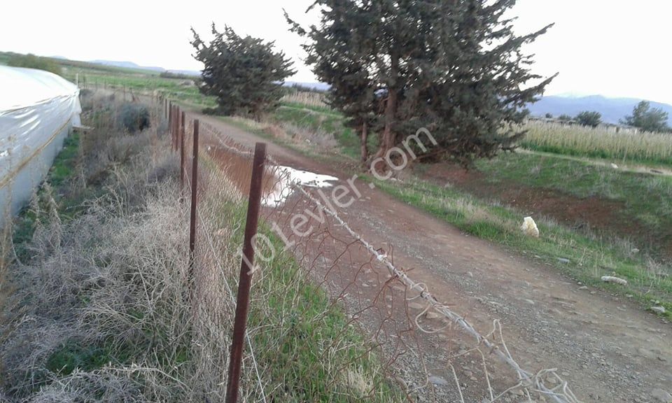 رشته برای فروش in Güzelyurt Merkez, گوزلیورت