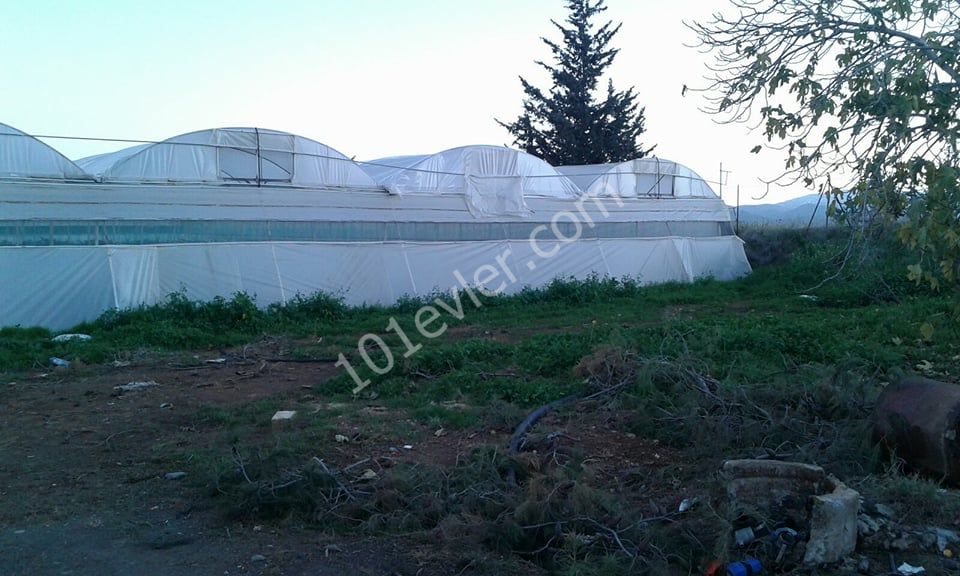 Field For Sale in Güzelyurt Merkez, Guzelyurt