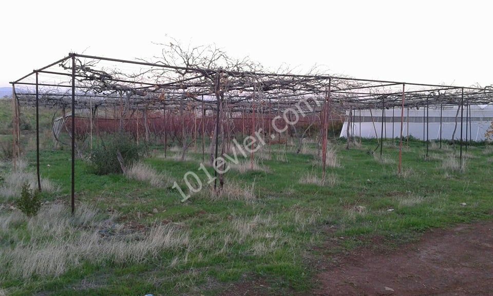 Field For Sale in Güzelyurt Merkez, Guzelyurt