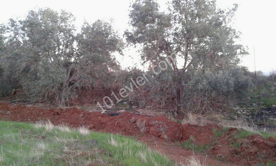 Feld Kaufen in Güzelyurt Merkez, Guzelyurt