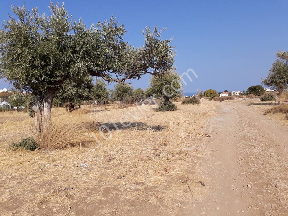 Field For Sale in Alsancak, Kyrenia
