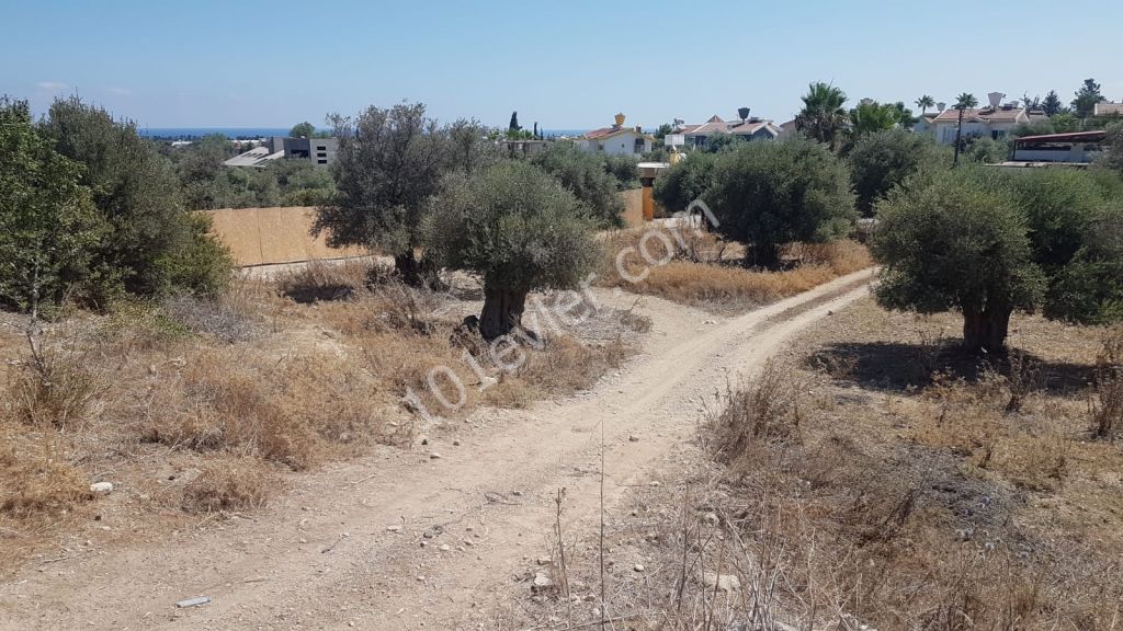 2908m2 Land in Ozankoy - Girne Deeds Ready to Transfer - Exchange LAND Ref: OY537L