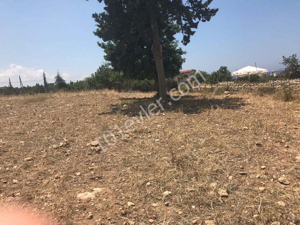 Large plot  8 Dönüm 1 Evlek 700 Ayakkare On Tarmaced Road, GREAT FOR DEVELOPMENT Shops and Homes! Ref: EE580L