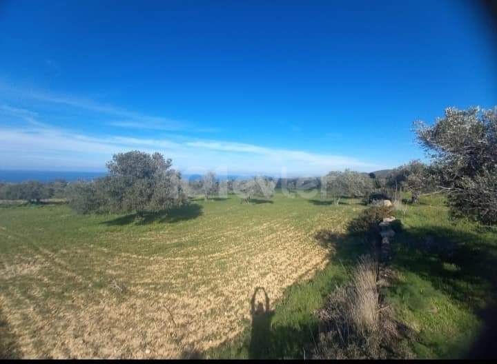 6 ACRES OF ZONING LAND FOR SALE IN ISKELE SIPAHI