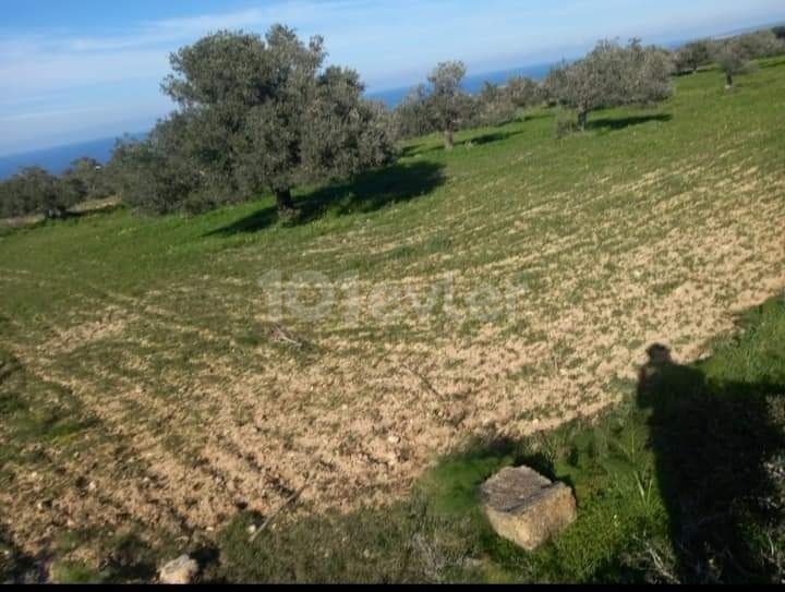 SATILIK ISKELE SIPAHI'DE 6 DÖNÜM  IMARA  AÇIK ARAZI