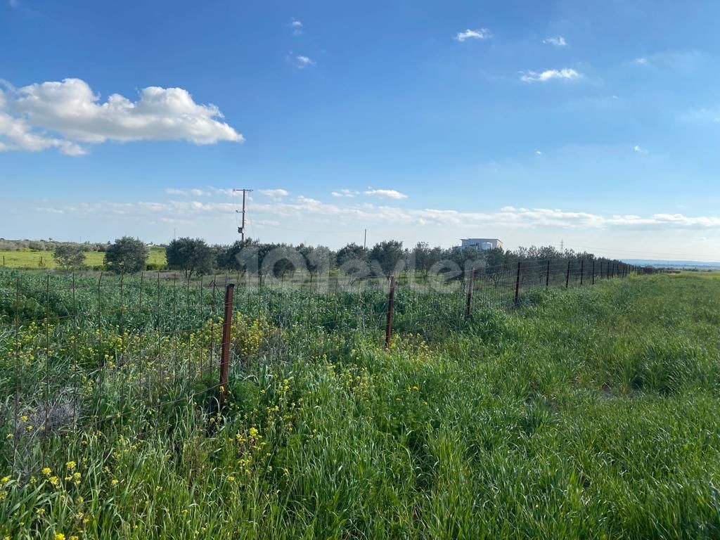 ZU VERKAUFEN - BAUERNHAUS 8 DONUM LAND UND 200+ BÄUME MIT KAUFMÖGLICHKEIT